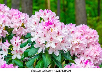 Bright pink Rhododendron hybridum Cheer flowers with leaves in the garden in summer