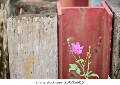 A bright pink rose flower stands out against a worn, red-painted H-beam and weathered wooden fence. Growing resiliently by the roadside, the rose contrasts beautifully with its rustic, sunlit backdrop - Powered by Shutterstock