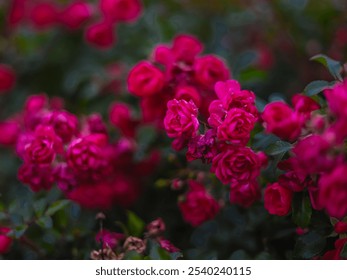 Bright pink rose flowers growing against a background of green foliage. The flowers appear fresh and some of the petals are covered with water droplets, which may indicate morning dew or recent rain. - Powered by Shutterstock