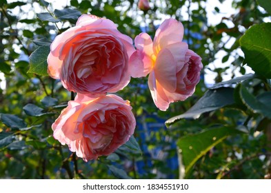 Bright Pink Rose.  Shrub Park Roses Macro Photography.  Delicate Rose Petals.  Rose Abraham Derby. 