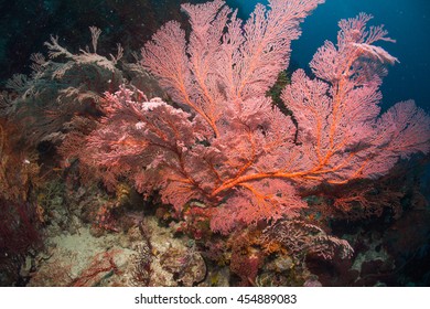 Bright Pink Sea Fan On A Tropical Coral Reef