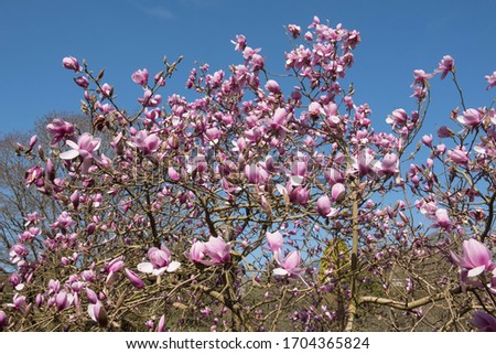 Bright Pink Spring Flowers on a Deciduous Magnolia Tree (Magnolia 'Iolanthe') with a Bright Blue Sky Background Growing in a Garden in Rural Devon, England, UK