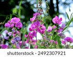 Bright pink sweet pea, Lathyrus sp., flowers. Lathyrus tuberosus grows among the green grasses in the garden