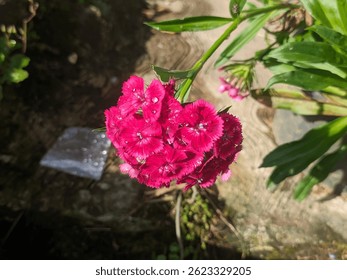 Bright pink Sweet William flowers with dew drops in sunlight.