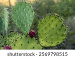 Bright Pink Tuna Nestled Into The Greens Of Prickly Pear Cactus in Saguaro National Park