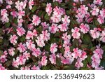 Bright pink two colors Busy Lizzie or New Guinea Impatiens flowers