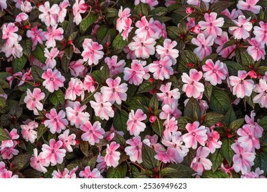 Bright pink two colors Busy Lizzie or New Guinea Impatiens flowers - Powered by Shutterstock