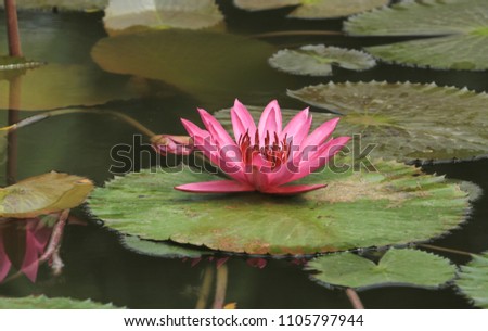 A bright pink water lily on a round green leaf in the middle of a lake or pond, surrounded by other leaves.