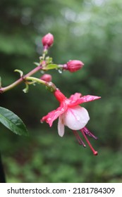 flores fucsia color rosa