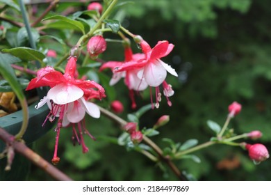 flores fucsia color rosa