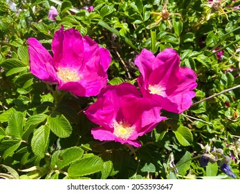 Bright pink wild rose flowers, blooming bush - Shutterstock ID 2053593647