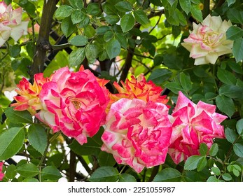 Bright pink yellow flowers bush in garden. - Shutterstock ID 2251055987