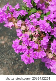 Flores buganvilla color rosa