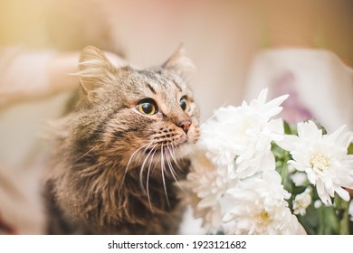 ネコ 花 の写真素材 画像 写真 Shutterstock