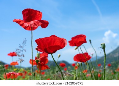 Bright Poppy Flowers Against The Blue Sky. Field Of Wild Poppies On A Sunny Spring Day. Floral Banner. Red Poppy As A Symbol Of The Memory Of The Victims Of The War.