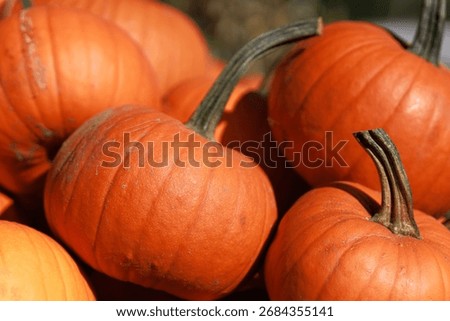 Bright pumpkins with space for text. This image represents harvest concept.