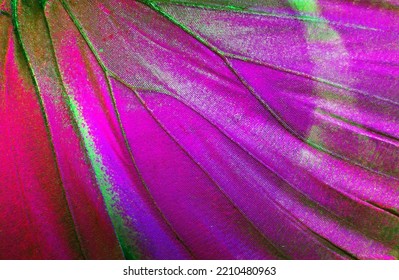 Bright purple butterfly wings. Butterfly wings texture background. Detail of morpho butterfly wings. Close up. 