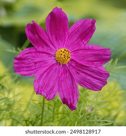 A bright purple cosmos flower blooms against a faint green background. The delicate petals are detailed in a bright purple shade - Powered by Shutterstock