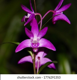 Bright purple Dendrobium kingianum, an orchid species, in bloom.