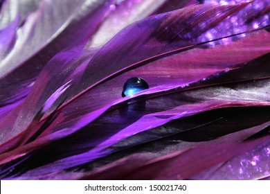 Bright purple feathers with a bright blue water drop