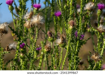 Similar – Foto Bild Nahaufnahme einer stacheligen pflaumenlosen Distelblüte mit grünem unscharfem Hintergrund