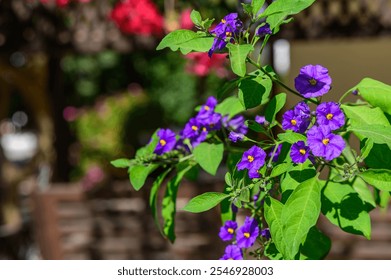 Bright purple flowers against lush green leaves illuminate a peaceful garden in the warm afternoon sunlight. - Powered by Shutterstock