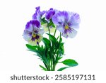 "Bright purple flowers bloom under the sun, their golden centers glowing warmly. The lush green leaves contrast beautifully against the soft blue sky, creating a serene and picturesque scene that capt