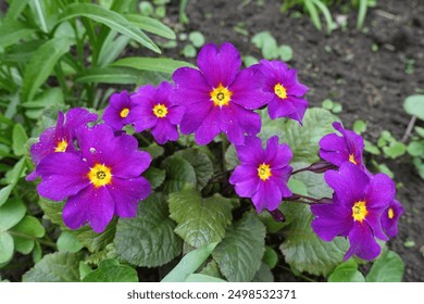 Bright purple flowers of Prímula juliae in April - Powered by Shutterstock