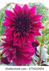 Bright Purple Maroon Flowers Dahlias