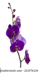 bright purple orchid flowers isolated on white background