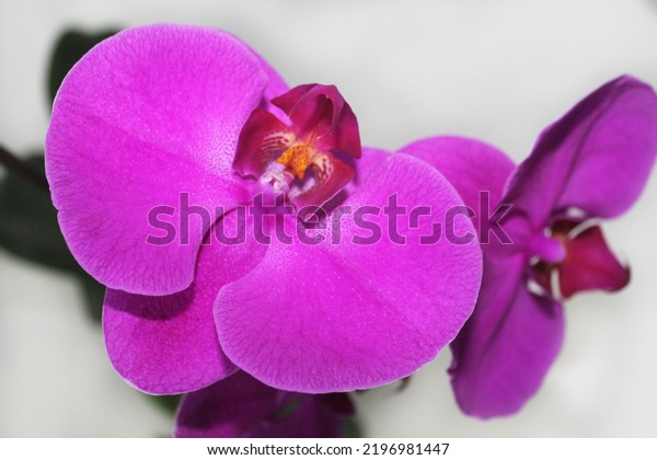 Bright purple orchid on a gray background,\
close-up, top view. Вlooming flowers. Indoor plant. Decorative\
plant. Gift. Home\
interior.