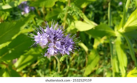 Bright purple wildflower in full bloom, standing out against a lush green background. The delicate flower heads add a vibrant contrast to the natural foliage, capturing the essence of a meadow. - Powered by Shutterstock