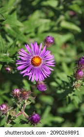 Bright Purple Wildflower Growing In The Bright Sunny Meadow.