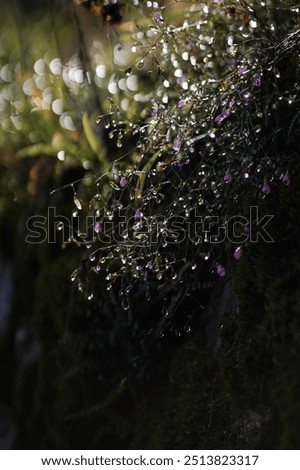 Similar – Image, Stock Photo Raindrops and sun rays on the garden chair