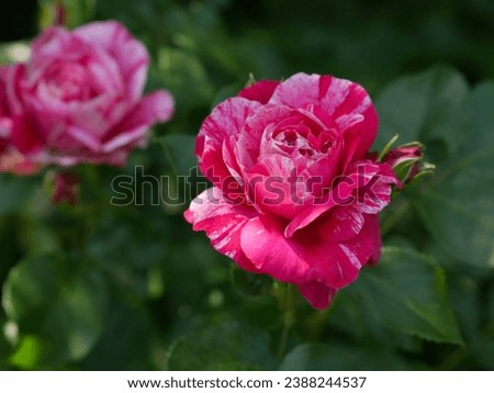Bright raspberry rose with white strokes on a green background horizontally, tiger colored tea hybrid rose. 