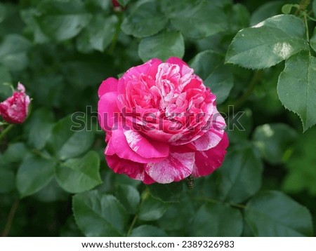 Bright raspberry rose with white strokes on a green background horizontally, tiger colored tea hybrid rose. 