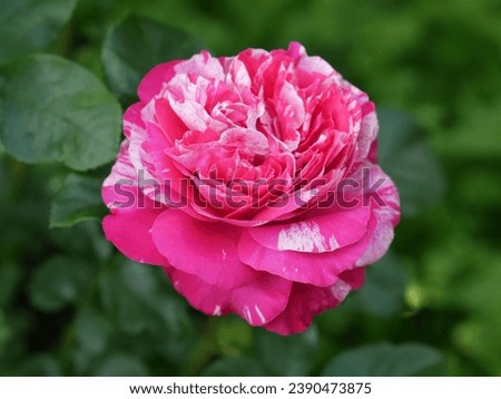 Bright raspberry rose with white strokes on a green background horizontally, tiger colored tea hybrid rose. 