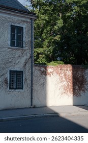 a bright ray of light from the setting sun falls on a fence with dry ivy branches 
