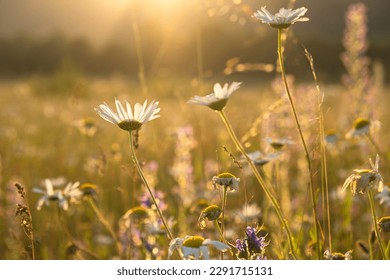 Bright rays of the sun illuminate the field with daisies. Evening warm sunset light. Landscape of a spring field with flowers. Beautiful golden sunny background. Conceptual atmospheric summer mood - Shutterstock ID 2291715131
