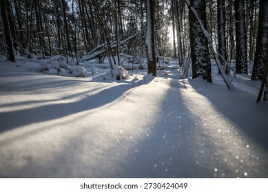 Bright rays of sunlight filter through the dense pine forest and snow-covered tree branches, creating the atmosphere of a frosty winter morning and filling the forest with light.
