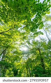 Bright rays of sunlight filtering through lush green tree leaves in a deciduous forest, creating a luminous canopy tunnel effect on a clear summer day