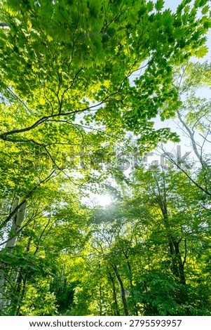 Bright rays of sunlight filtering through lush green tree leaves in a deciduous forest, creating a luminous canopy tunnel effect on a clear summer day