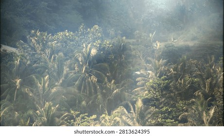Bright rays of sunlight piercing through thick morning mist in a lush green forest