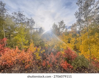 Bright rays of sunlight shine through vibrant autumn leaves in various shades of red, orange, and yellow. The scene captures a tranquil moment in nature during fall.