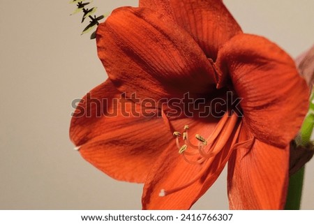 Bright red amaryllis flower close-up