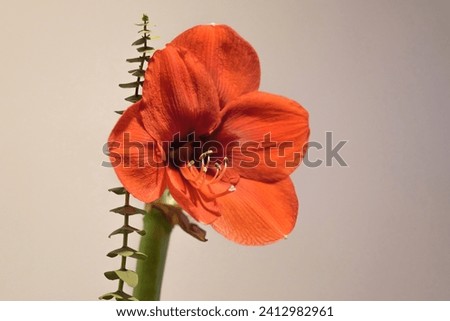Bright red amaryllis flower on a light background 