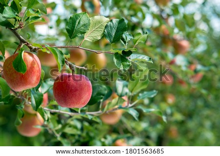A bright red apple will be harvested soon.