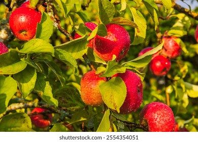 Bright red apples with water droplets on branches surrounded by vibrant green leaves, illuminated by sunlight in orchard. - Powered by Shutterstock