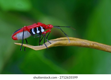 Bright Red Assassin Bug in Full Glamour Pose