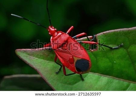 Bright Red Assassin Bug in Full Glamour Pose